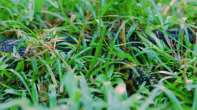 Lowland Streaked Tenrec (Hemicentetes semispinosus).