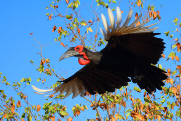 Kaffernhornrabe / Southern ground hornbill / Bucorvus leadbeateri © Ludwig