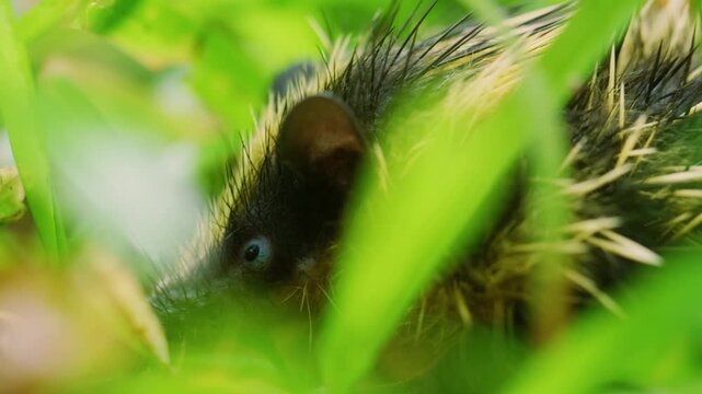 Beautiful side footage of spiny animal Lowland Streaked Tenrec (Hemicentetes semispinosus).