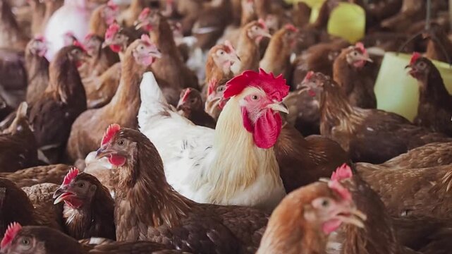 Close up of white chicken in chicken farm