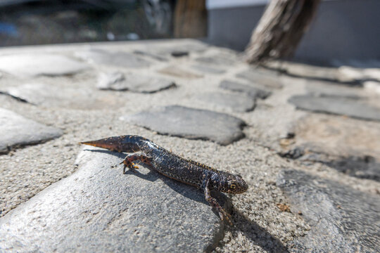 Bergmolch oder Alpenmolch (Mesotriton alpestris)