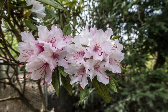 rosa bl&uuml;hende Rhododendron-Hybride