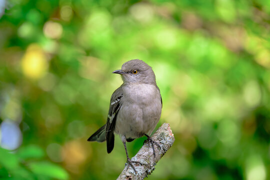 Northern Mockingbird Perched on Tree Branch with Vibrant Green Bokeh