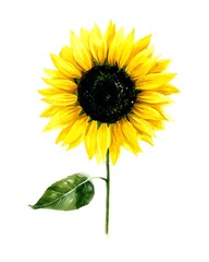 Obraz premium Beautiful sunflower bloom facing forward, vibrant yellow petals