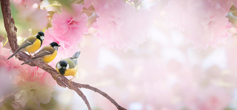 Tit birds sitting on japanese sakura tree branch, pink flowers blooming in spring garden, mysterious fairy tale springtime dreamy banner background with flock of three cute songbirds and cherry bloom.