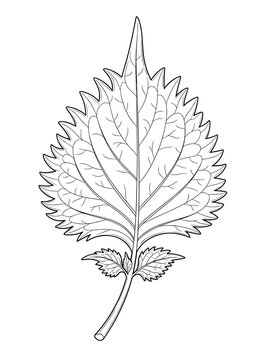 Shiso leaf botanical illustration in minimal line art style