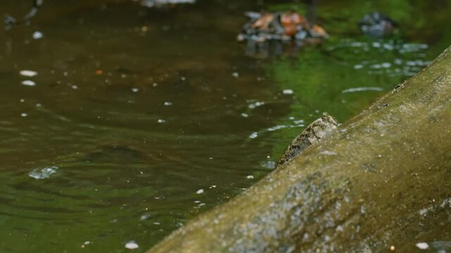 Mudskipper (Periophthalmus) on Wetland in Madagascar island.