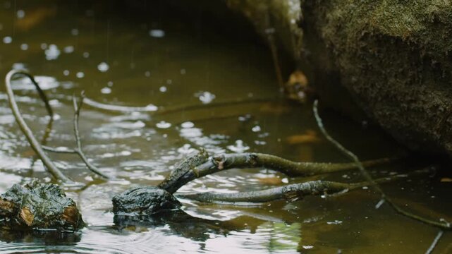 Mudskipper (Periophthalmus) Sitting on a branch of small plant in water at Madagascar.