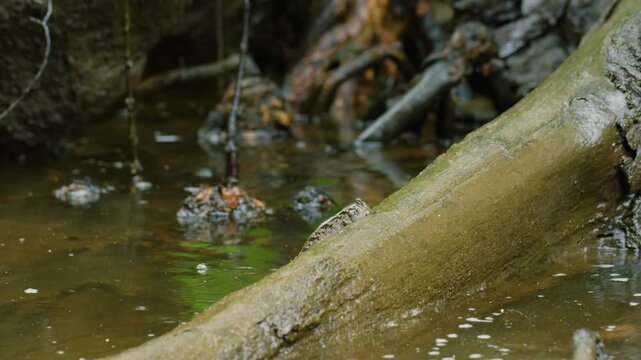 Mudskipper (Periophthalmus) Sitting on a branch of small plant in water at Madagascar.