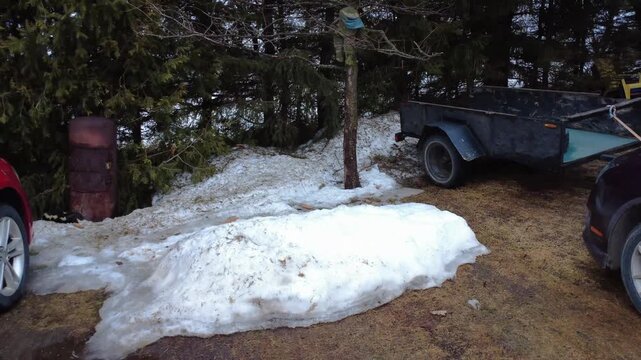 A striped skunk navigates a winter yard, passing parked cars and a rusty smokehouse before disappearing into a conifer hedge. Real-time wildlife tracking in a rural setting.