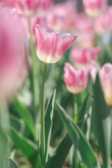 Fototapeta premium Soft Pink Tulips in Dreamy Spring Ligh