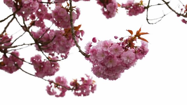 Sakura, Prunus Kanzan, Prunus serrulata Kanzan, Prunus lannesiana 'Kanzan', Cerasus Sato-zakura Group Sekiyama Koidz, Kwanzan or blooming, spring in Luxembourg, April 12, 2026, Ettelbruck