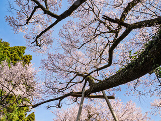 Fototapeta premium 千年の時を超えて。青空に映える満開の巨桜