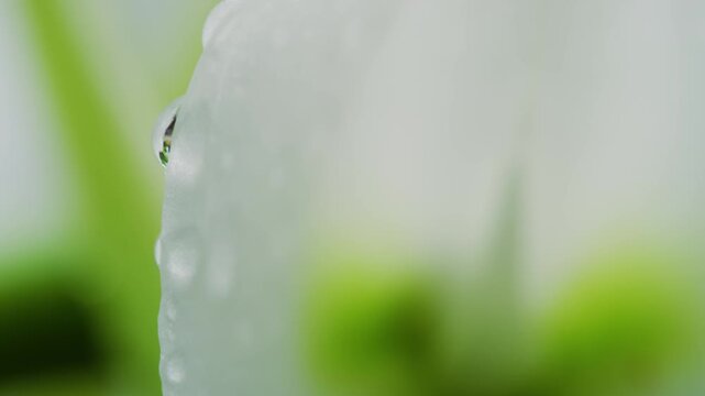 Dew drops on Comet Orchid flower in Madagascar.