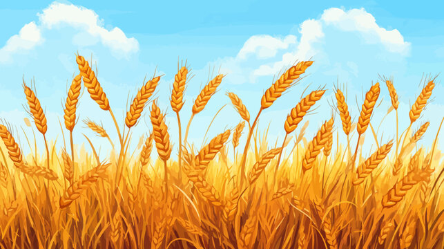 Illustration of a wheat field with a blue sky and fluffy clouds. Golden ears of wheat