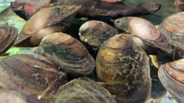 Viele Teichmuscheln auf einem Haufen.