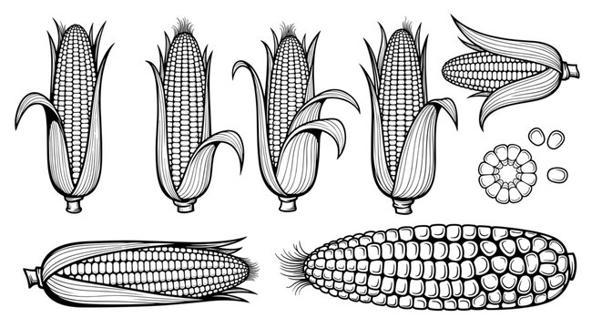 A detailed vector illustration of various corn and corn kernel designs in a flat minimal style