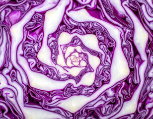Obraz premium Purple Cabbage Cross Section Symmetrical Organic Pattern 紫キャベツ断面の対称オーガニックパターン 