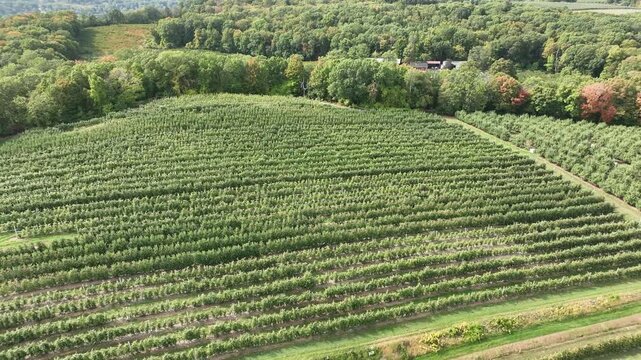 Rows of Growing Apple Trees