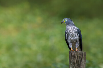 Fototapeta premium Hook billed kite bird of prey perched on post with blurred background