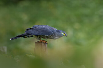Obraz premium Hook billed kite bird of prey perched on post with blurred background
