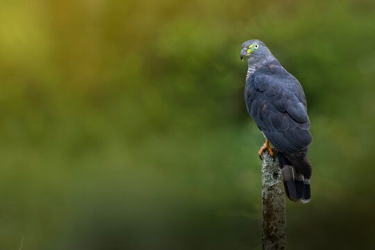 Hook billed kite bird of prey perched on post with blurred background