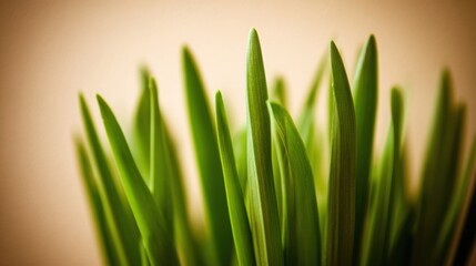 Fototapeta premium Up Close View of Vibrant Green Grass Blades with Soft Background