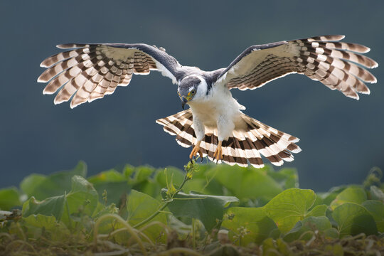 Hook billed kite in flight with wings spread over blurred natural background