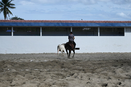 vaquejada rider chasing bull in sand arena, brazilian cowboy on horse practicing with cattle, traditional equestrian sport in northeast brazil, horseman and bull in action during vaquejada training