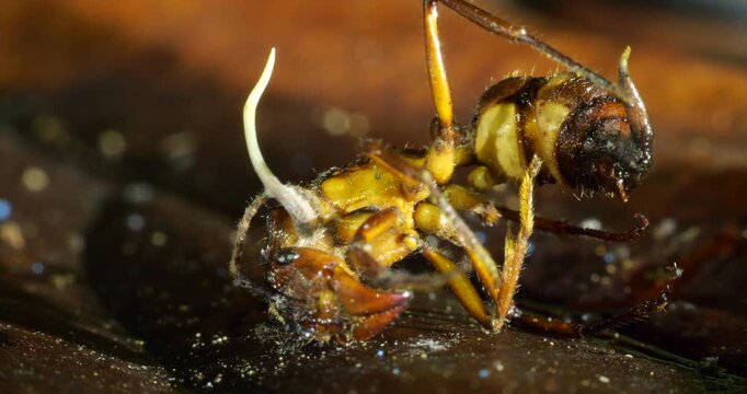 A Cordyceps fungus infecting a small ant. The fungus has consumed the ant and the stem of a fruiting body is growing upwards. Eventually this will produce spores to infect other ants