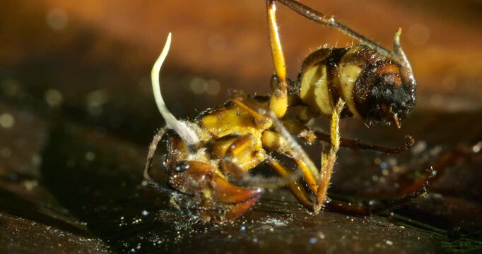 A Cordyceps fungus infecting a small ant. The fungus has consumed the ant and the stem of a fruiting body is growing upwards. Eventually this will produce spores to infect other ants