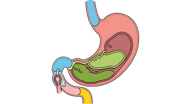 Anatomical illustration of the human stomach, a flat design medical icon showing the digestive organ with esophagus and duodenum for biological and health education