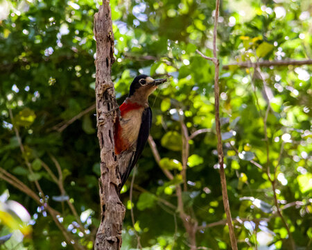 Carpintero de Puerto Rico