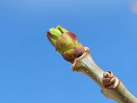 Budding Leaf of White Ash (Fraxinus americana) &lsquo;Autumn Purple&rsquo; in Early Spring, Colorado