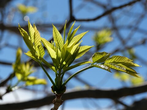 Young Leaves of White Ash (Fraxinus americana &lsquo;Autumn Purple&rsquo;) Backlit by Sunlight in Spring