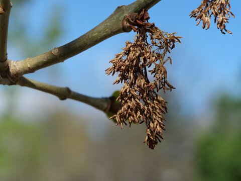 Withered Ash Flower Clusters (Fraxinus americana &lsquo;Autumn Purple&rsquo;) in Spring
