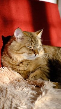 Portrait of well-fed cat, lounging, close up eyes. The fur is thick and immaculately groomed, glowing softly in the gentle light, relaxing, ready to nap. Calmness, tranquil ambiance, peaceful moment
