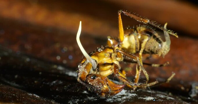 A Cordyceps fungus infecting a small ant. The fungus has consumed the ant and the stem of a fruiting body is growing upwards. Eventually this will produce spores to infect other ants