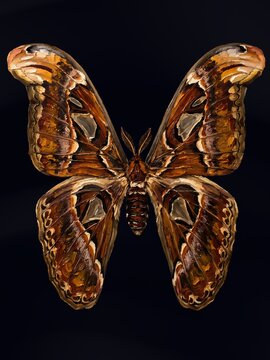 Atlas Moth Attacus Atlas Largest Moth World Entomology Impasto Oil Painting Style Dark Background Fine Art Scientific Illustration