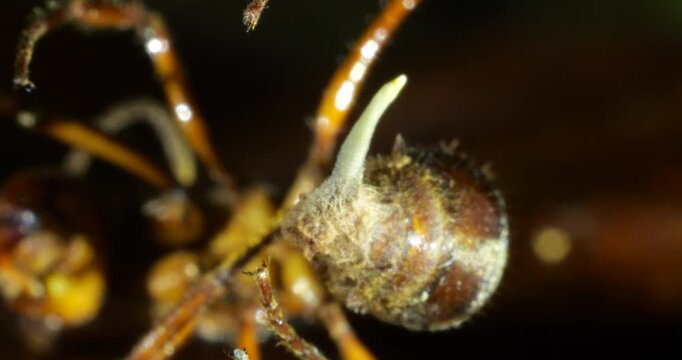 A Cordyceps fungus infecting a small ant. The fungus has consumed the ant and the stem of a fruiting body is growing upwards. Eventually this will produce spores to infect other ants