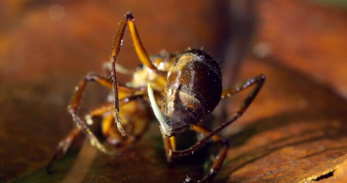 A Cordyceps fungus infecting a small ant. The fungus has consumed the ant and the stem of a fruiting body is growing upwards. Eventually this will produce spores to infect other ants