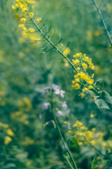 Fototapeta premium Close-up of the spring rape flowers