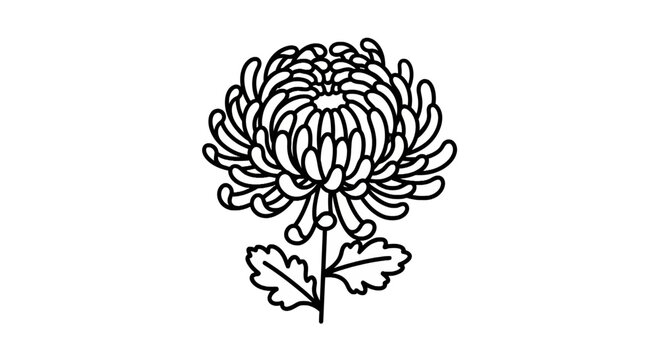 Chrysanthemum Flower Line Art Vector Illustration on White