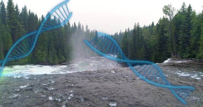 Rushing river and low waterfall forming rising mist near evergreen gorge, with glowing DNA overlays
