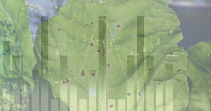 Displaying large green leaf revealing veins and brown spots in garden close up, with chart overlay