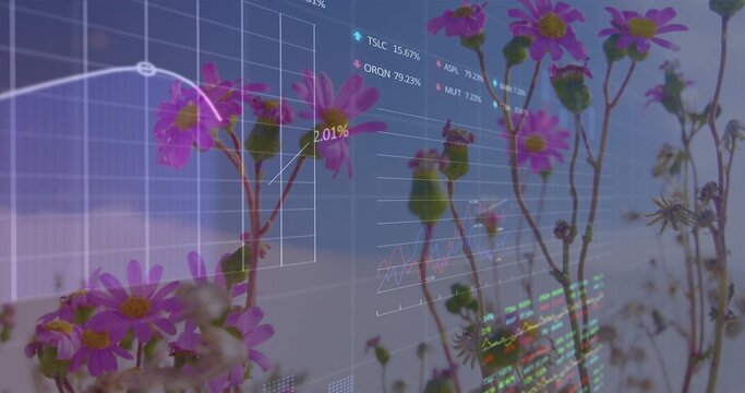 Blooming pink and purple daisy-like flowers swaying in meadow, showing financial dashboard overlay