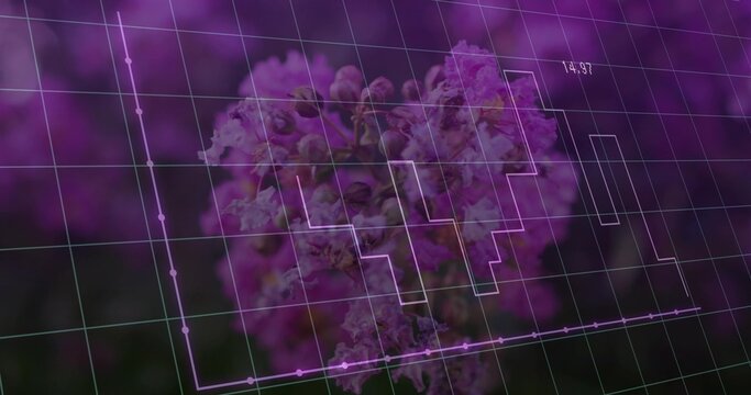 Showing purple-pink flower cluster closeup with grid, stepped-box chart, line nodes, label 14