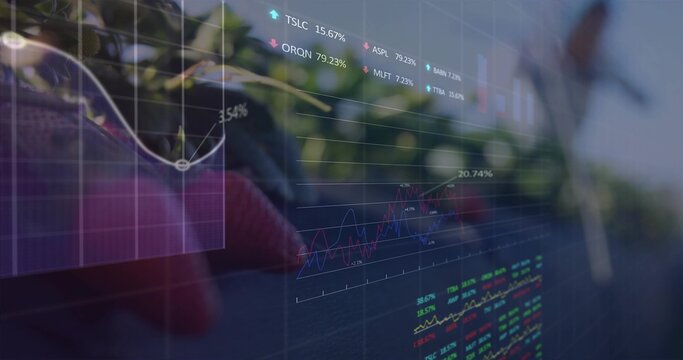 Displaying clear market charts over strawberry bed, red gardening glove touching ripe strawberry