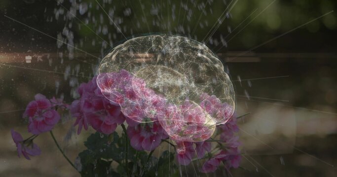 Displaying pink flowering plant cluster merging with brain hologram overlay in garden, with mist