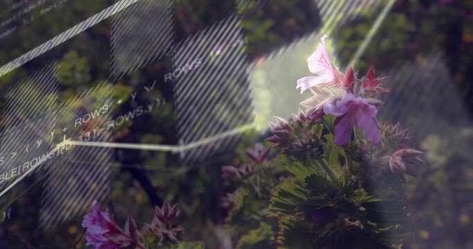 Capturing pink flower cluster backlit in garden, with diagonal graphic and light rays, copy space
